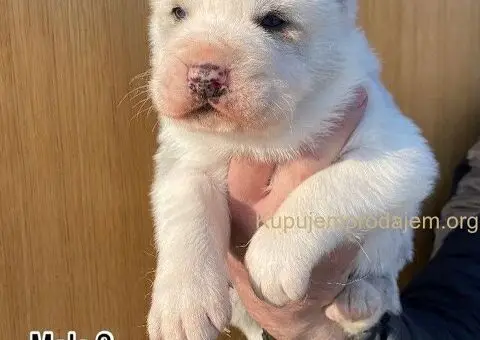 Srednjeazijski ovčar VRHUNSKI štenci - 2/9