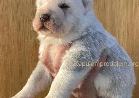 Srednjeazijski ovčar VRHUNSKI štenci - 3/9
