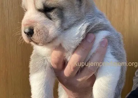 Srednjeazijski ovčar VRHUNSKI štenci - 4/9