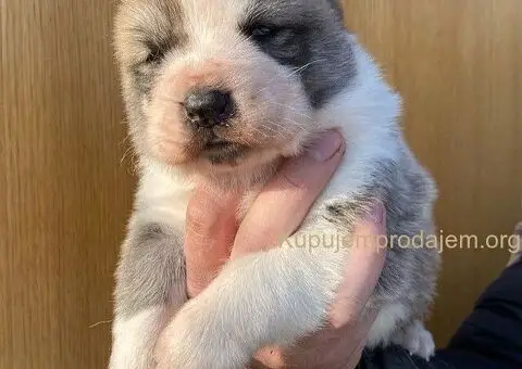 Srednjeazijski ovčar VRHUNSKI štenci - 5/9
