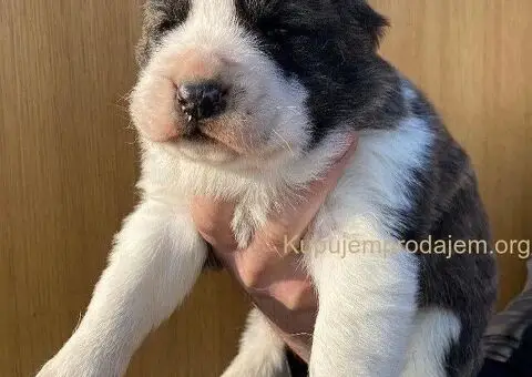 Srednjeazijski ovčar VRHUNSKI štenci - 6/9