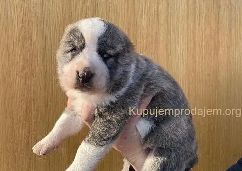 Srednjeazijski ovčar VRHUNSKI štenci - 7/9