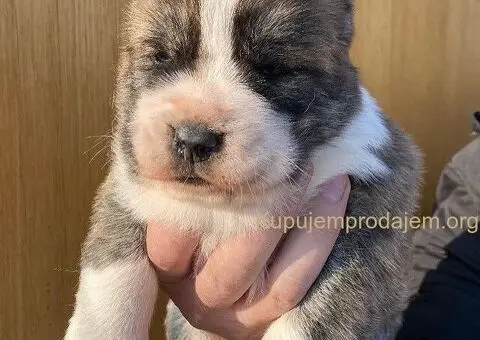 Srednjeazijski ovčar VRHUNSKI štenci - 8/9