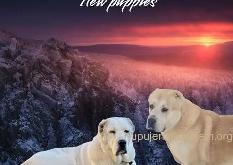 Srednjeazijski ovčar VRHUNSKI štenci - 9/9