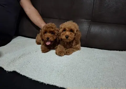 Patuljasta Pudla TOP štenci - 1/11