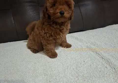 Patuljasta Pudla TOP štenci - 3/11