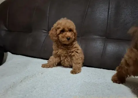 Patuljasta Pudla TOP štenci - 4/11