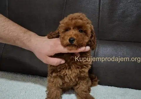 Patuljasta Pudla TOP štenci - 5/11