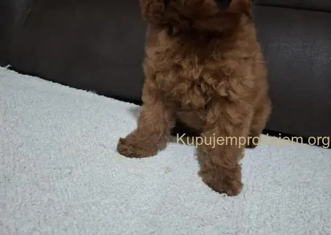 Patuljasta Pudla TOP štenci - 6/11