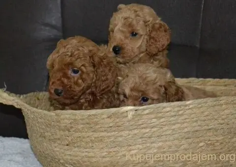 Patuljasta Pudla TOP štenci - 8/11