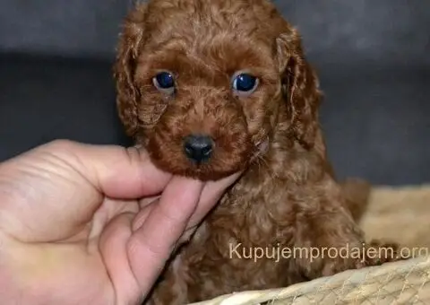 Patuljasta Pudla TOP štenci - 9/11