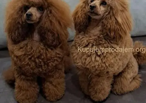 Patuljasta Pudla TOP štenci - 10/11