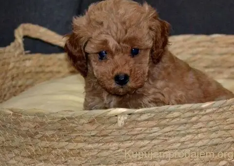 Patuljasta Pudla TOP štenci - 11/11