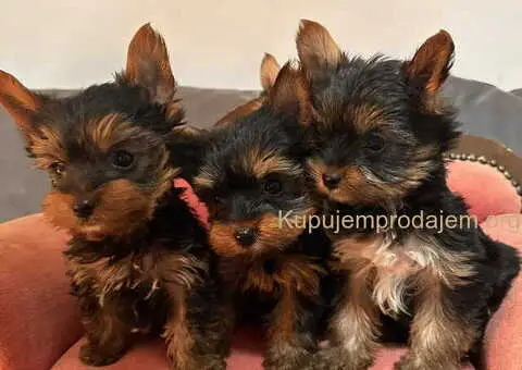 Jorkširski terijer (mini) - 1/10