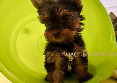 Jorkširski terijer (mini) - 2/10