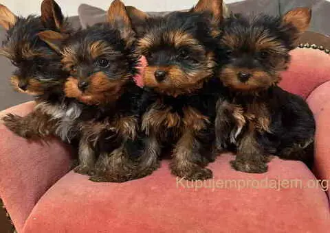 Jorkširski terijer (mini) - 3/10