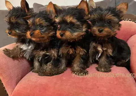 Jorkširski terijer (mini) - 4/10