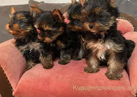 Jorkširski terijer (mini) - 5/10