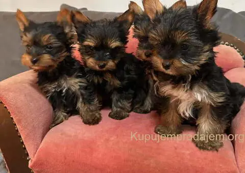 Jorkširski terijer (mini) - 7/10