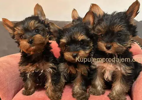 Jorkširski terijer (mini) - 9/10