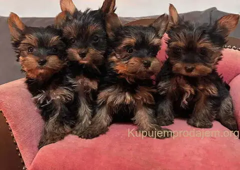 Jorkširski terijer (mini) - 10/10