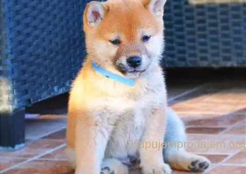 Shiba inu stenci - 1/12