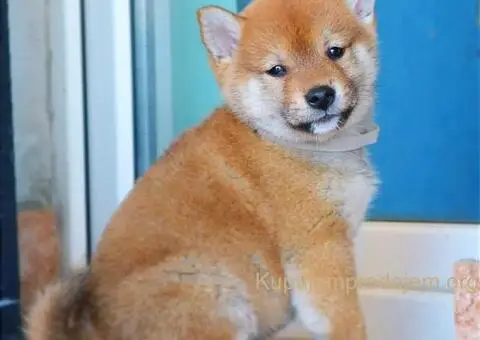 Shiba inu stenci - 2/12