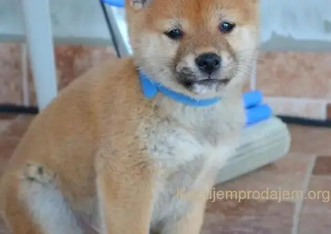 Shiba inu stenci - 3/12
