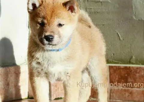 Shiba inu stenci - 4/12