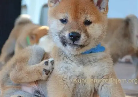 Shiba inu stenci - 5/12