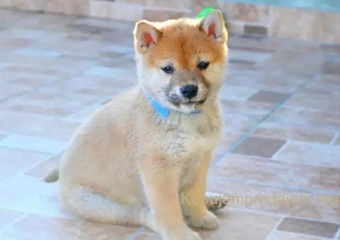 Shiba inu stenci - 6/12