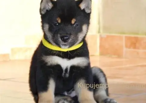 Shiba inu stenci - 8/12