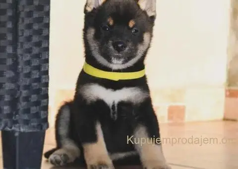 Shiba inu stenci - 9/12