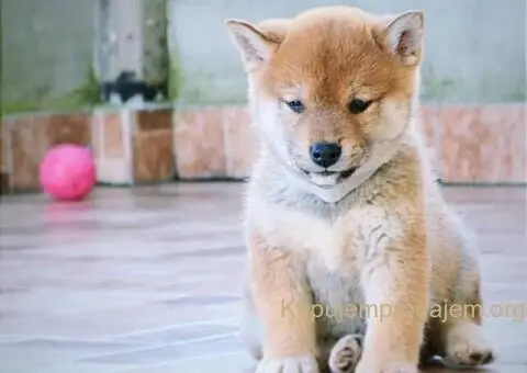 Shiba inu stenci - 10/12