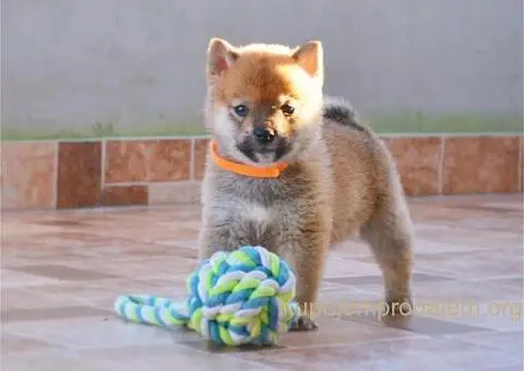 Shiba inu stenci - 11/12