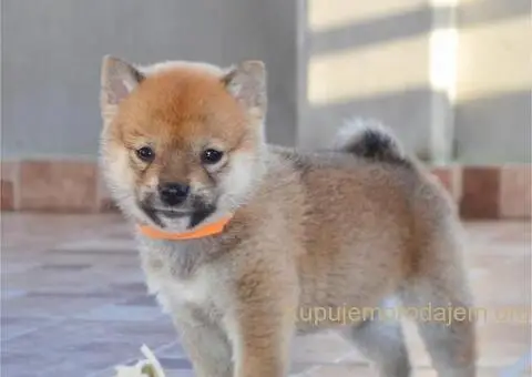 Shiba inu stenci - 12/12