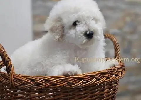 Pudle u ponudi, stare 3 meseca - 1/6