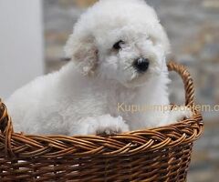 Pudle u ponudi, stare 3 meseca