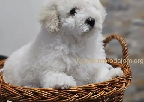 Pudle u ponudi, stare 3 meseca - 2/6