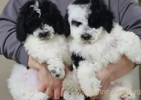 Pudle u ponudi, stare 3 meseca - 3/6