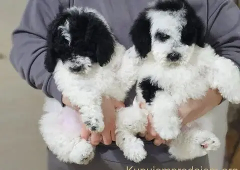 Pudle u ponudi, stare 3 meseca - 4/6