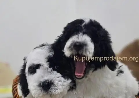 Pudle u ponudi, stare 3 meseca - 5/6