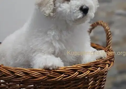 Pudle u ponudi, stare 3 meseca - 6/6