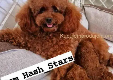 Teddy bear toy PUDLE - 1/5