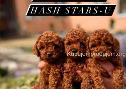 Teddy bear toy PUDLE - 2/5