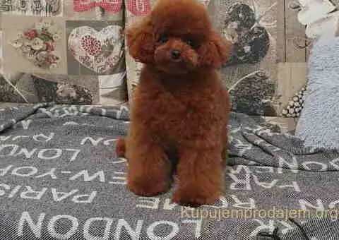 Teddy bear toy PUDLE - 3/5