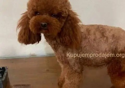 Teddy bear toy PUDLE - 5/5