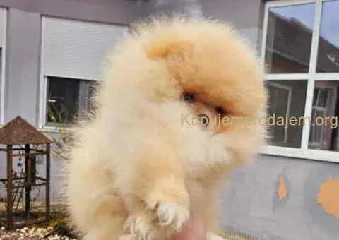 Prelepi POMERANCI vrhunske genetike - 1/7