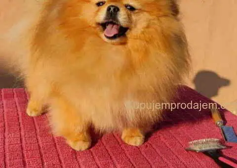 Prelepi POMERANCI vrhunske genetike - 2/7