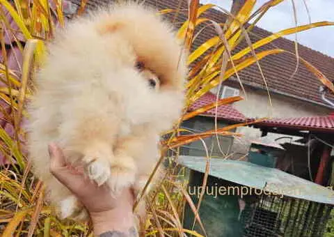 Prelepi POMERANCI vrhunske genetike - 3/7